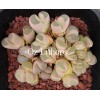 C276 - Plant